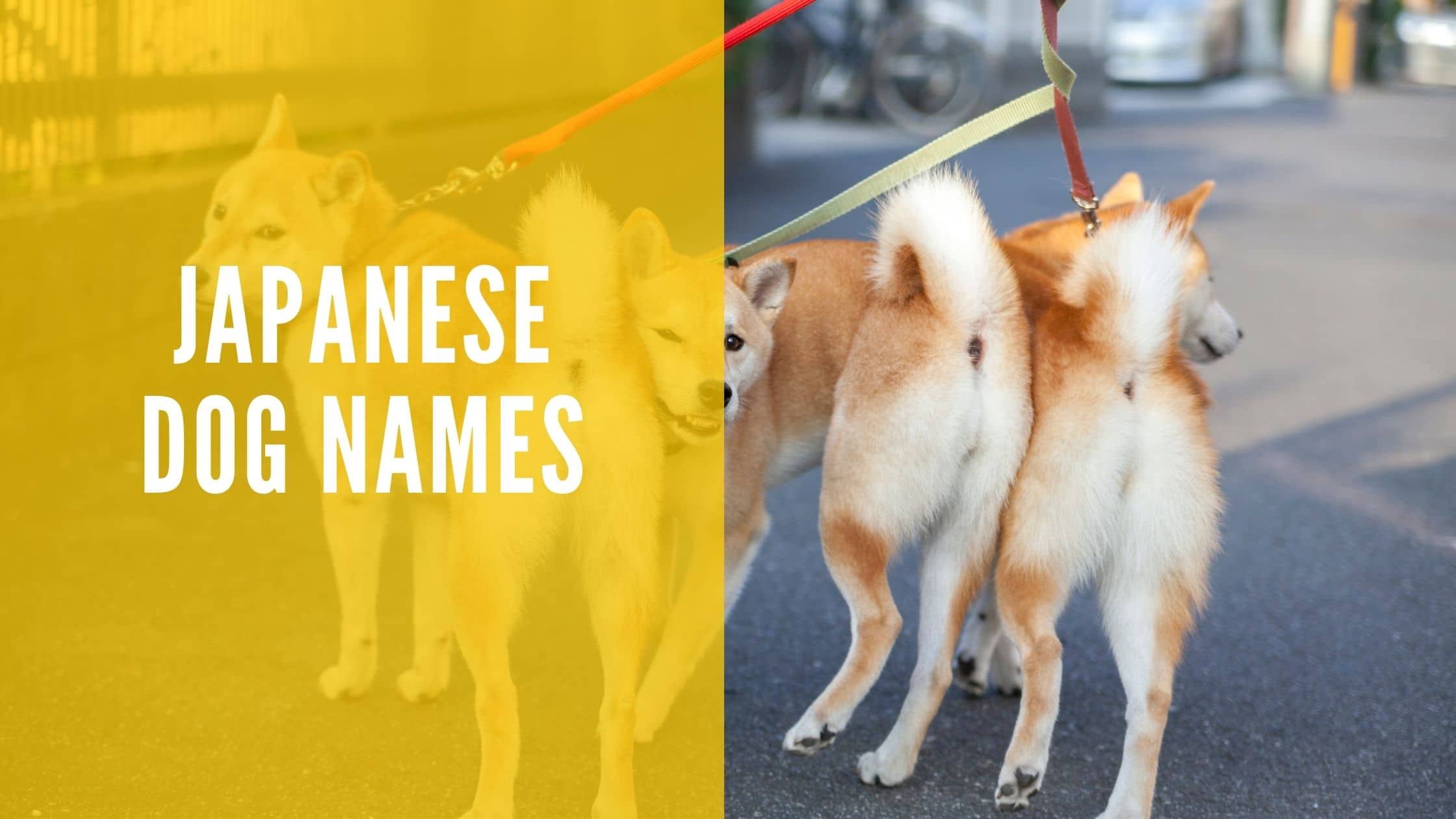 Japanese Dog Names
