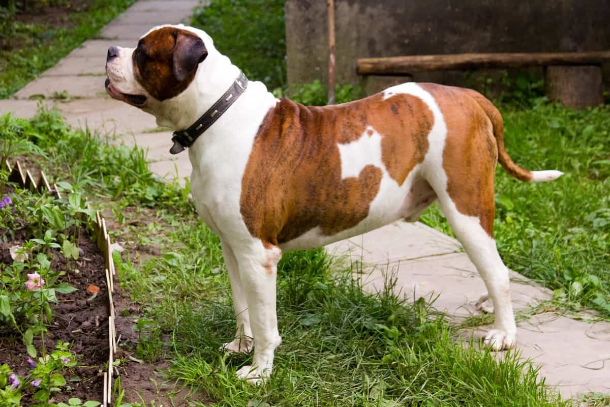 Johnson American Bulldog