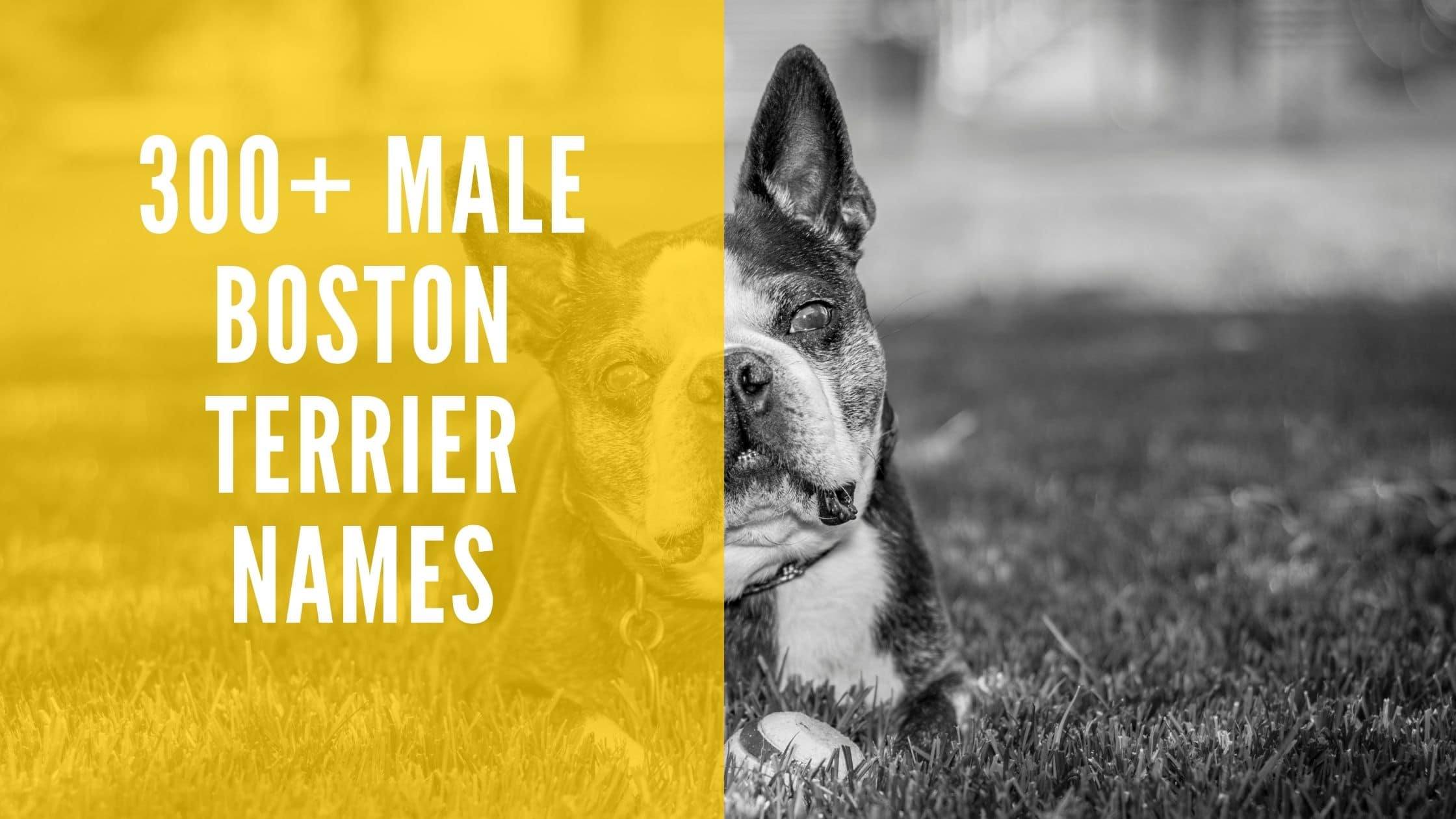 Male Boston Terrier Names