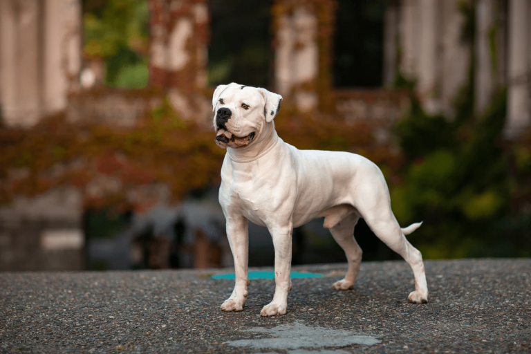 Scott American Bulldog: Profile and Information