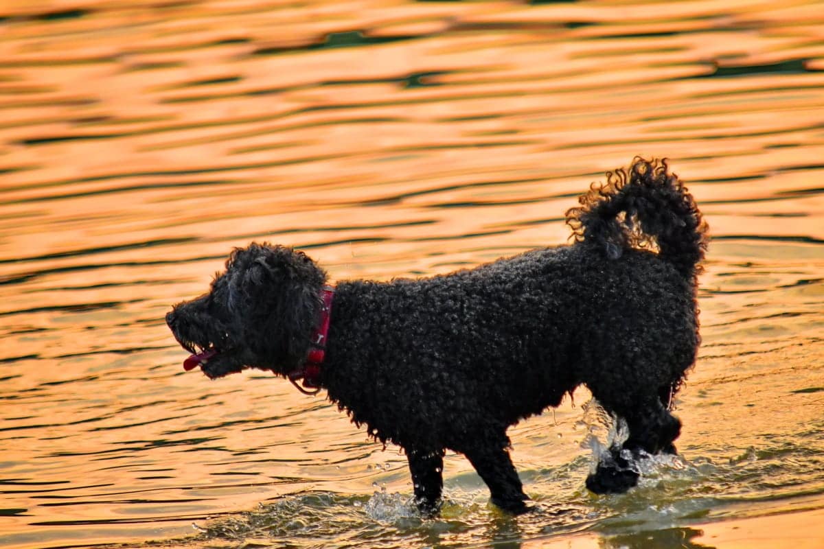 Spanish Water Dog