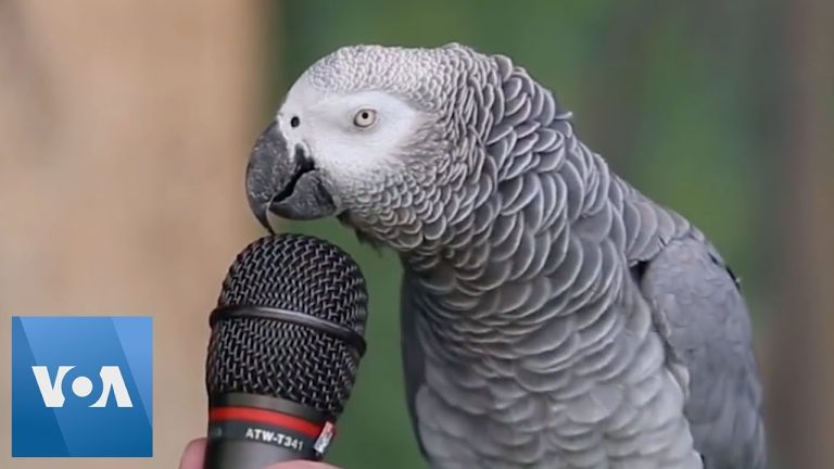 10 Best Talking Parrots in the World