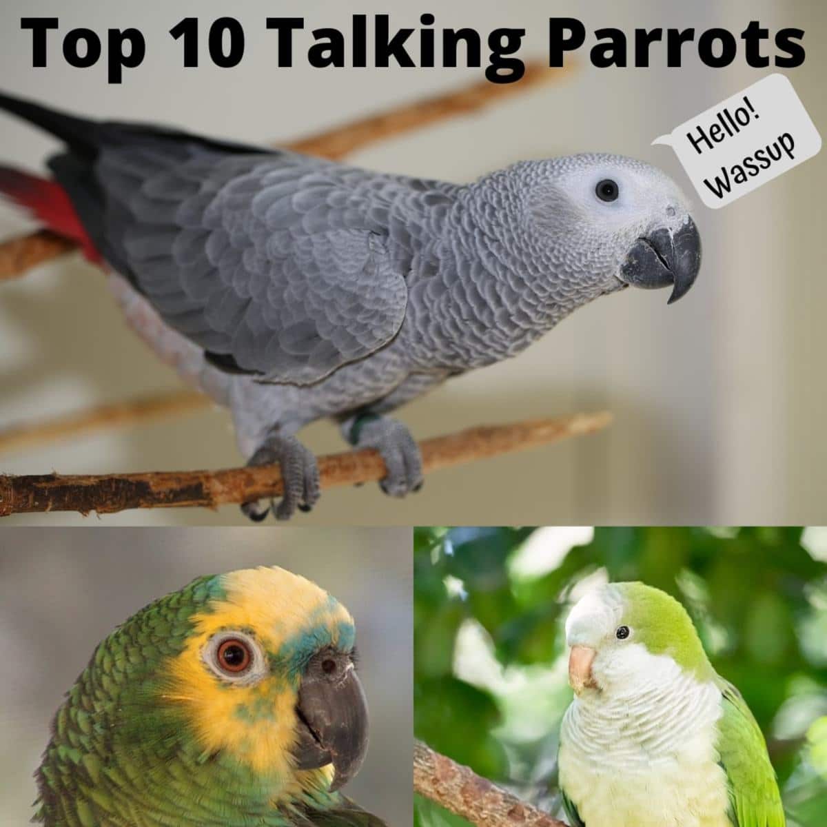 Best Talking Parrots