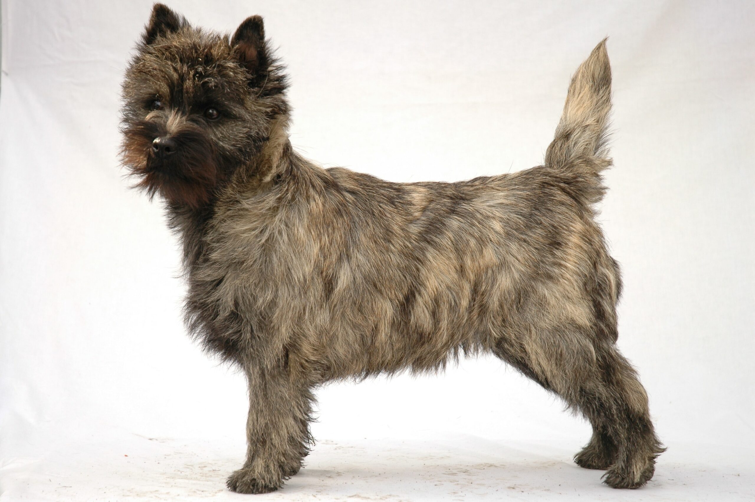 Cairn Terrier Scottish Dog Breeds