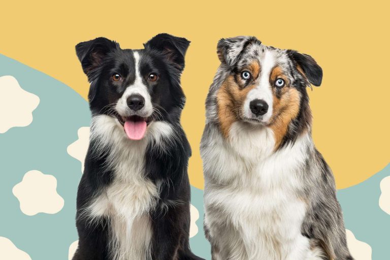What Are the Differences Between Border Collie and Australian Shepherd?