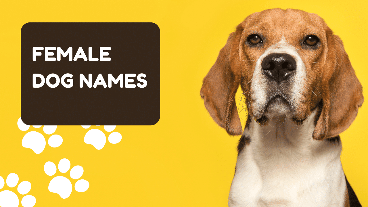 Female Dog Names