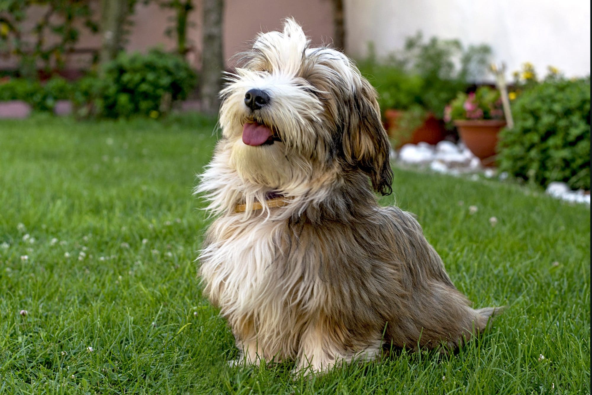 Havanese