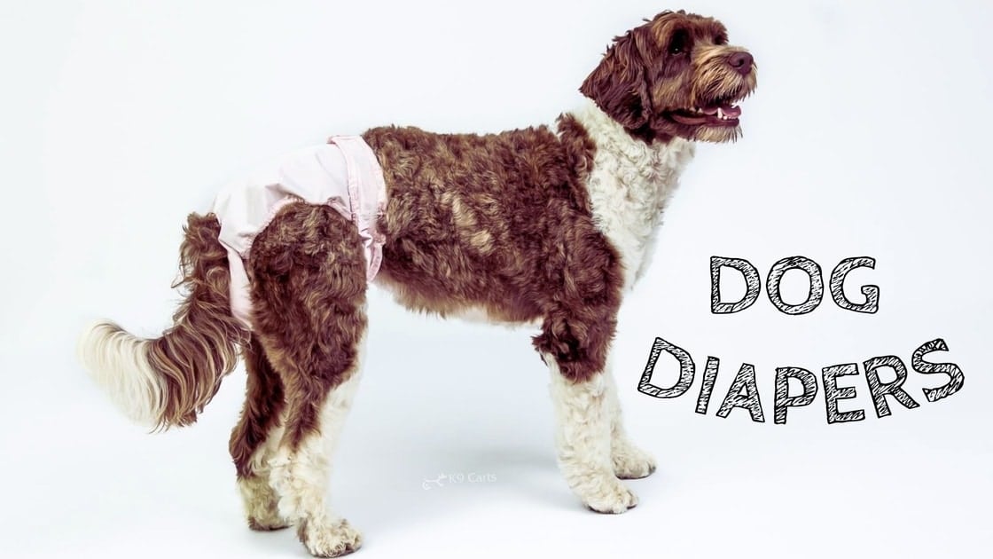 How to Make Dog Diapers