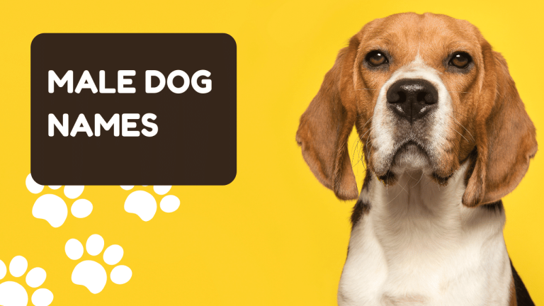 500+ Male Dog Names for You Pooch
