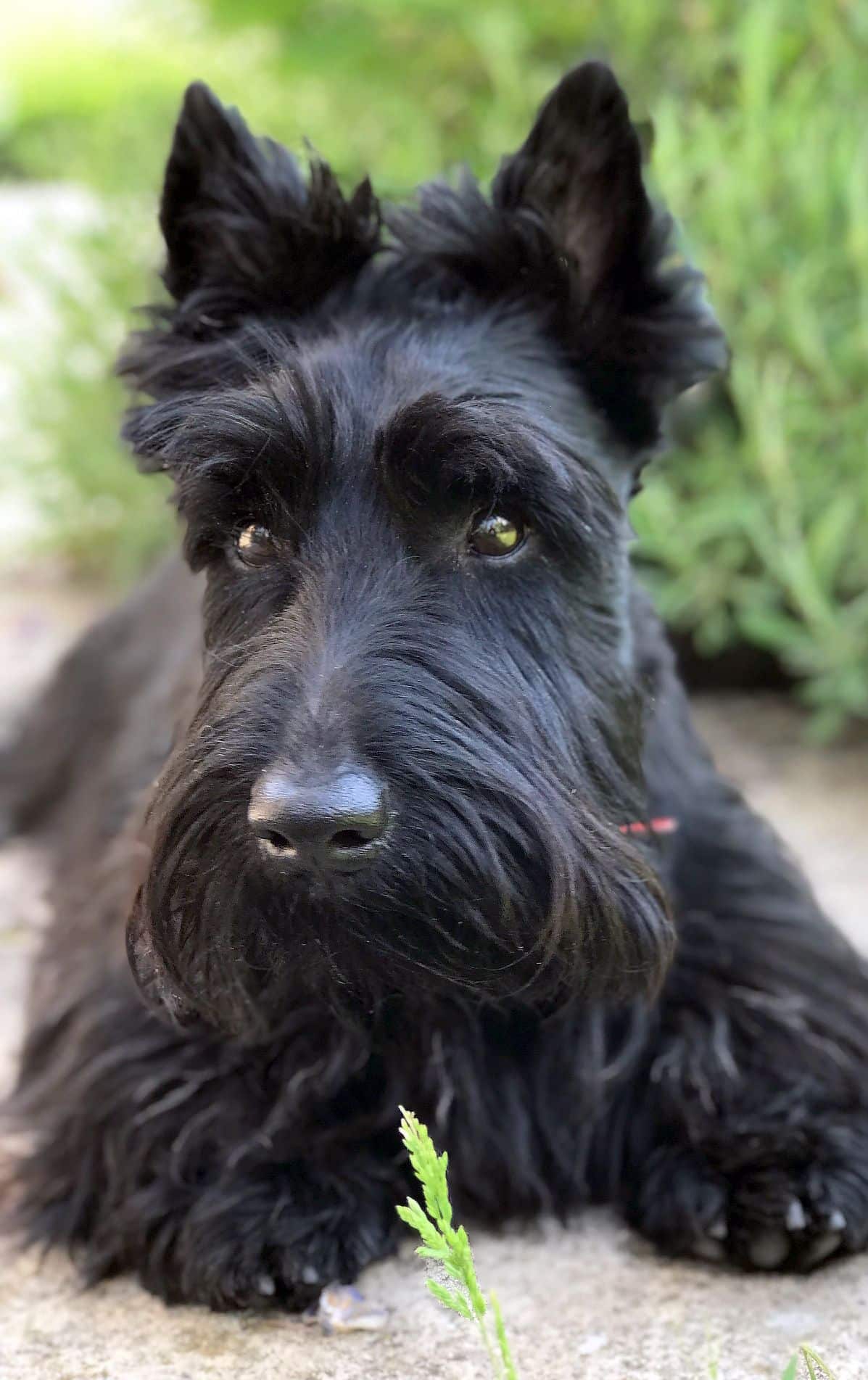 Scottish Terrier Scottish Dog Breeds