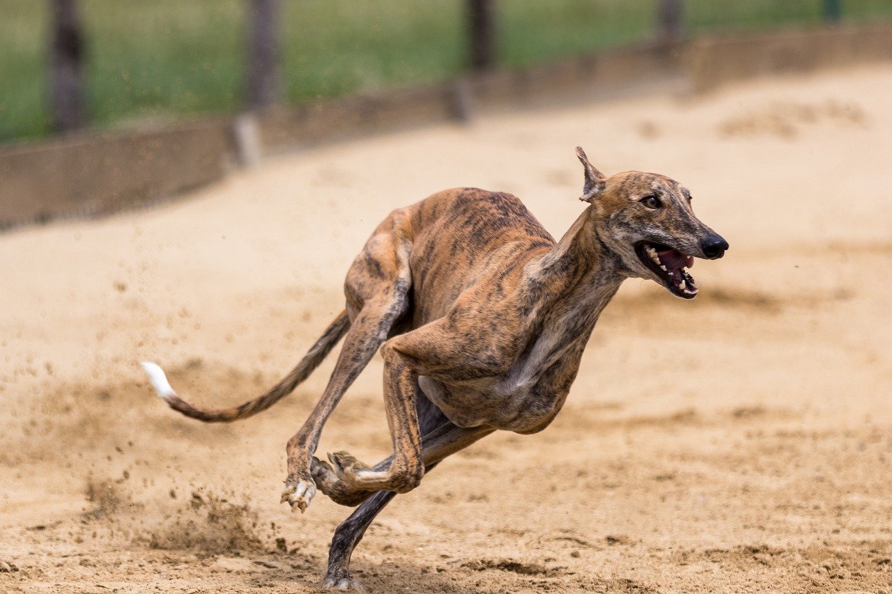 GreyHound Dog Breeds for Seniors