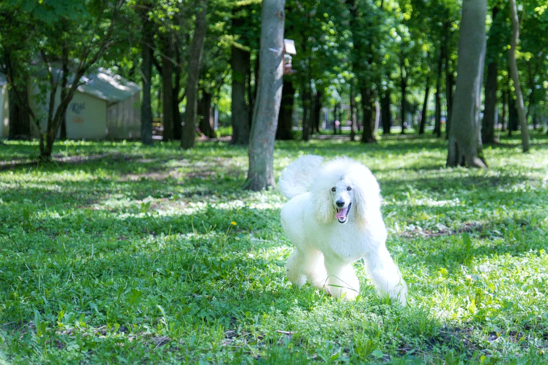 poodle Dog Breeds for Seniors