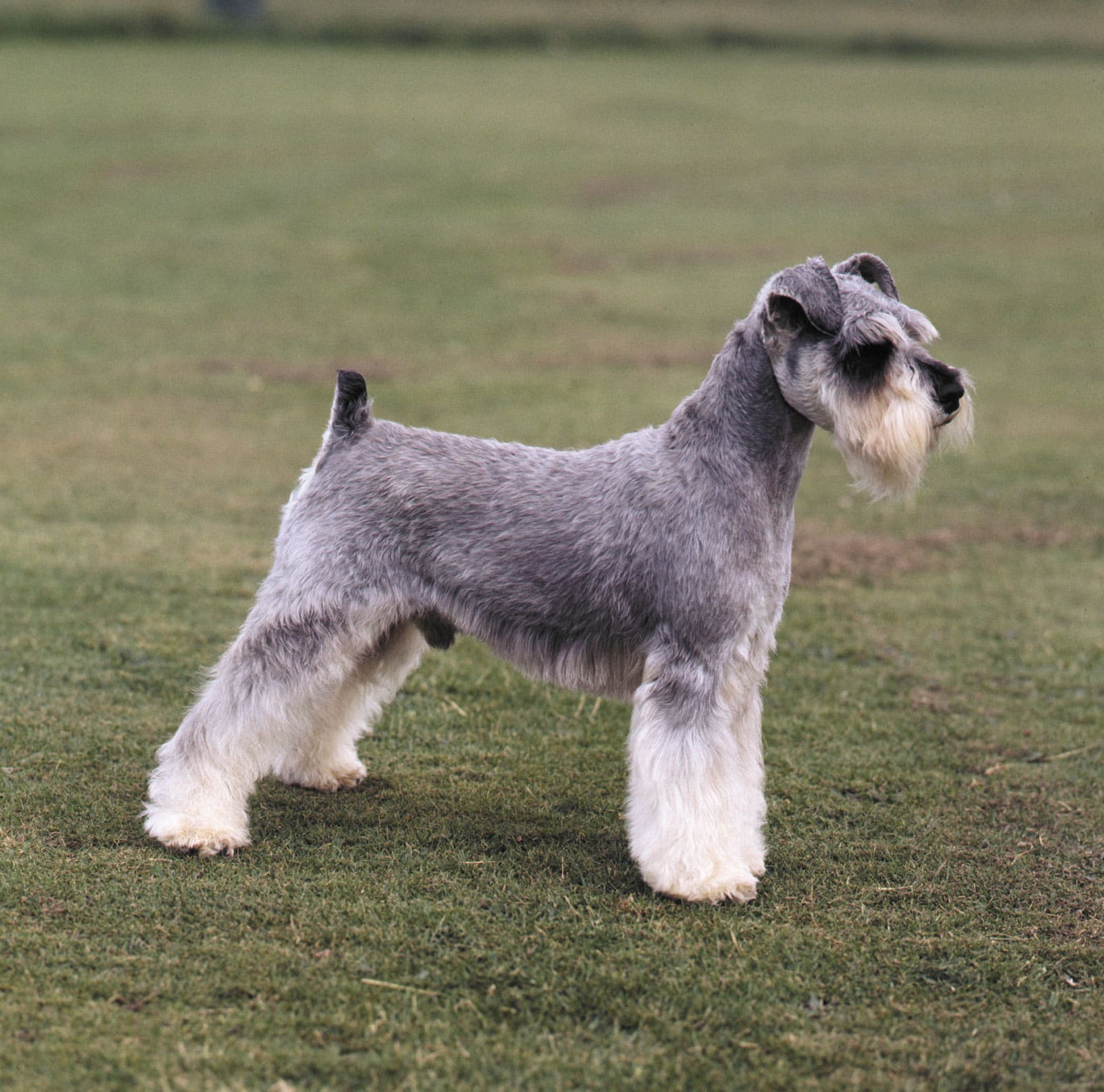 Schnauzer Mexican Dog Breeds