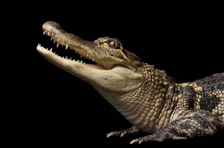 American Alligator: Profile and Information