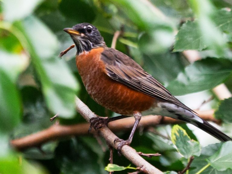 20 Birds You Can Spot in Your Garden and Their Pictures