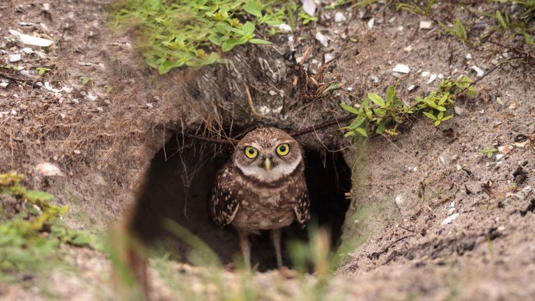 Burrowing Owl: Profile and Information