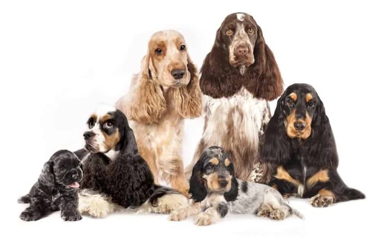 10 Different Types of Spaniels Explained