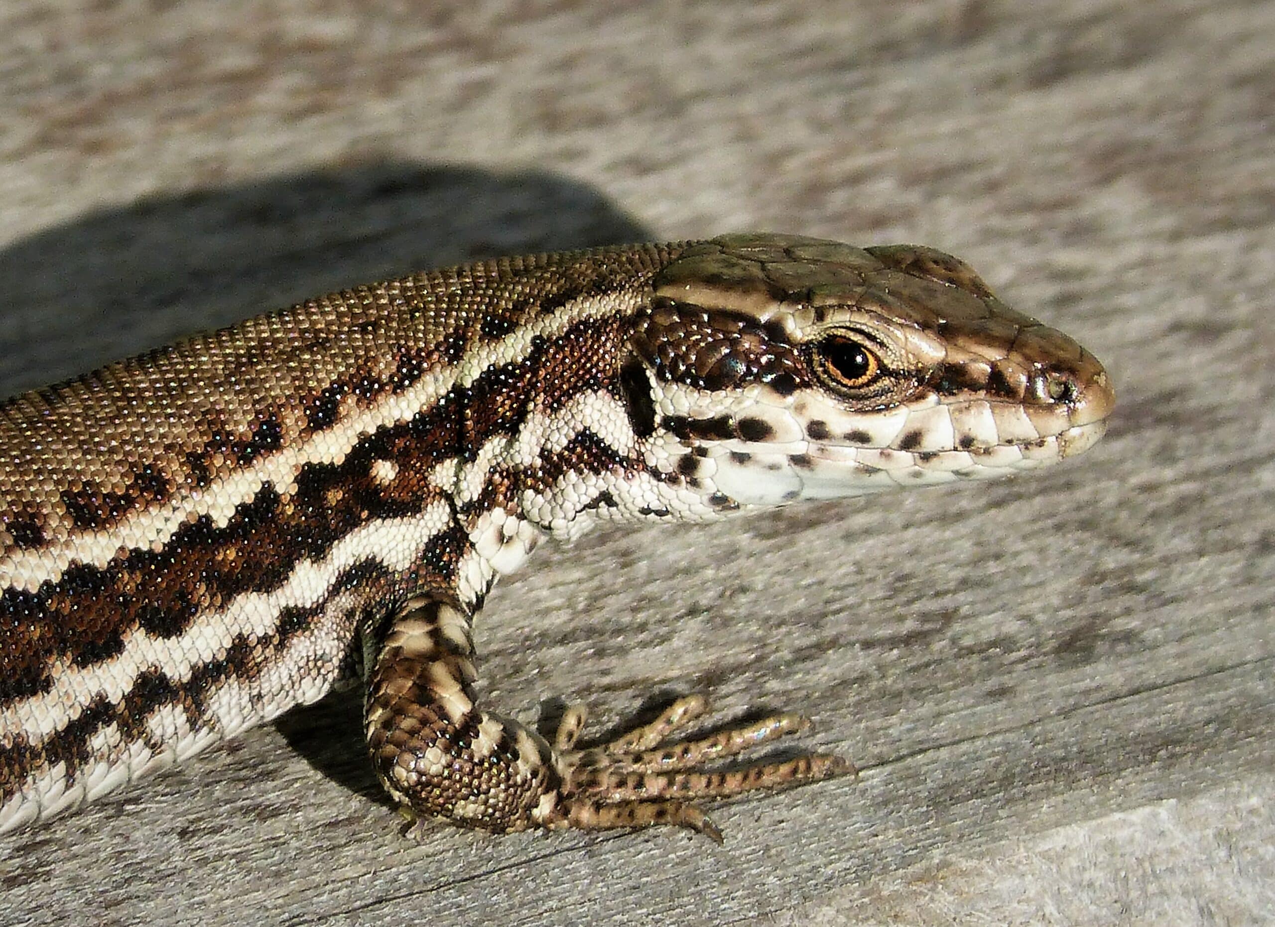 Erhard's Wall Lizard
