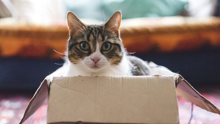 400+ French Cat Names With Meanings