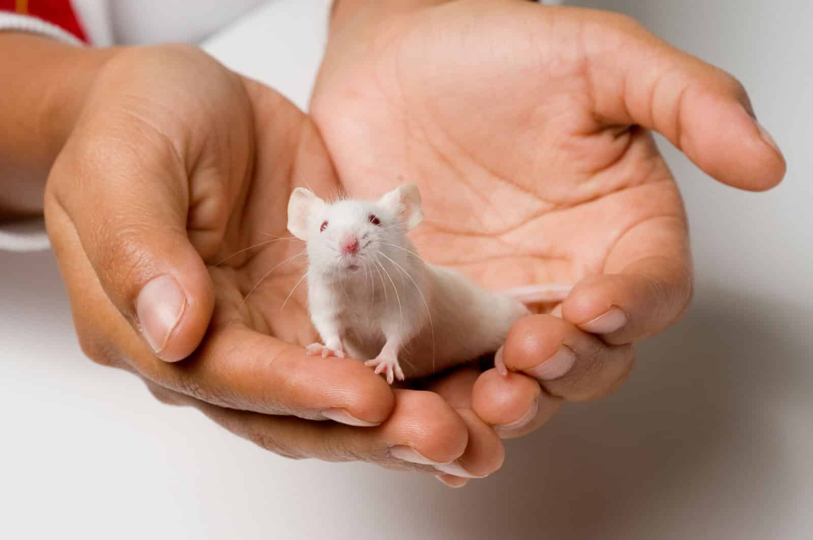 Guide to Caring and Keeping Mice as Pets