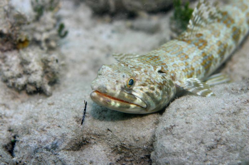 Lizardfish