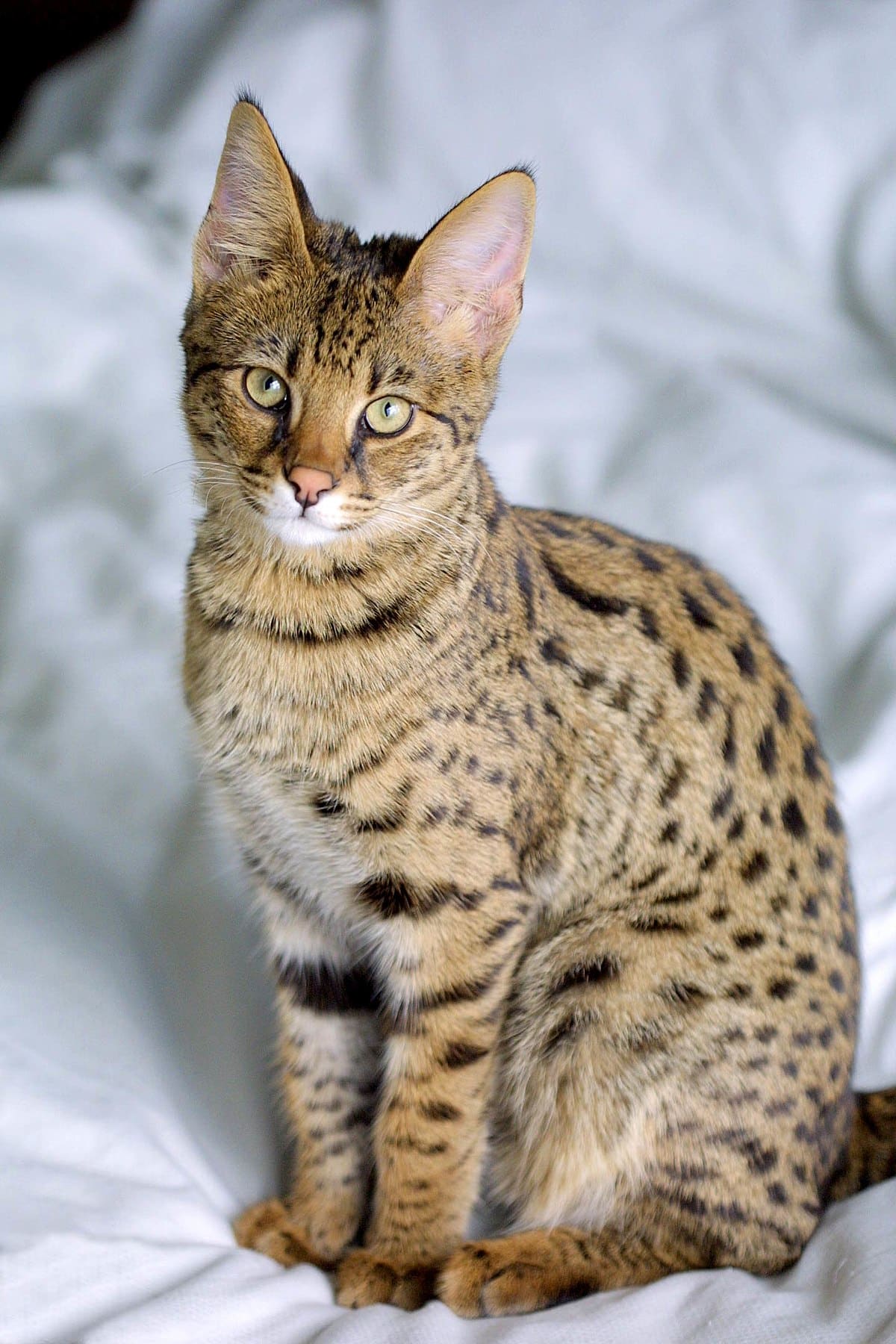Savannah Cat Breed