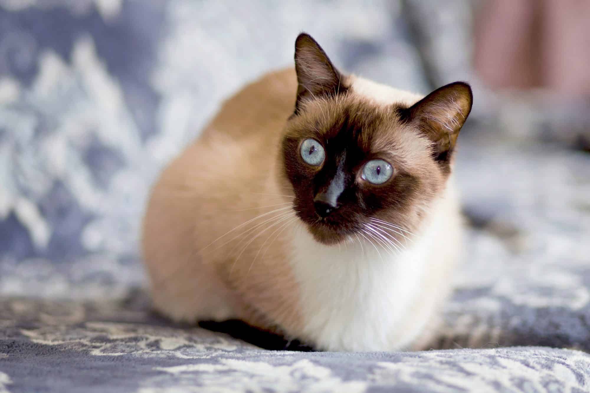 Siamese Cat Names