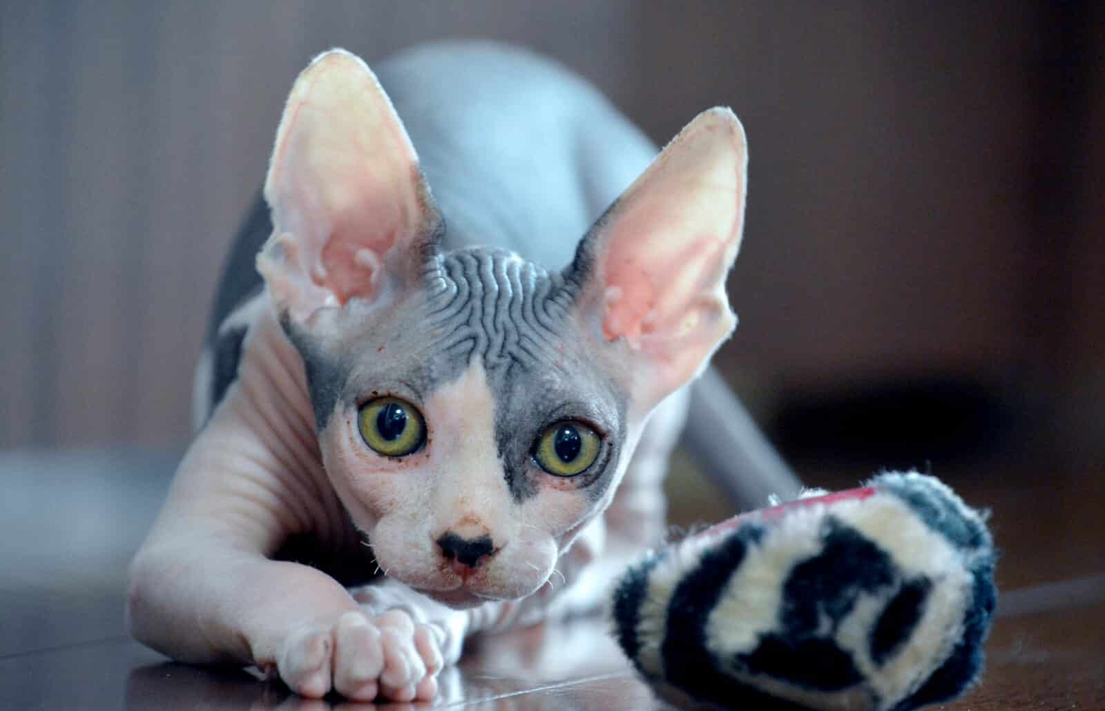 Sphynx Cat Breed