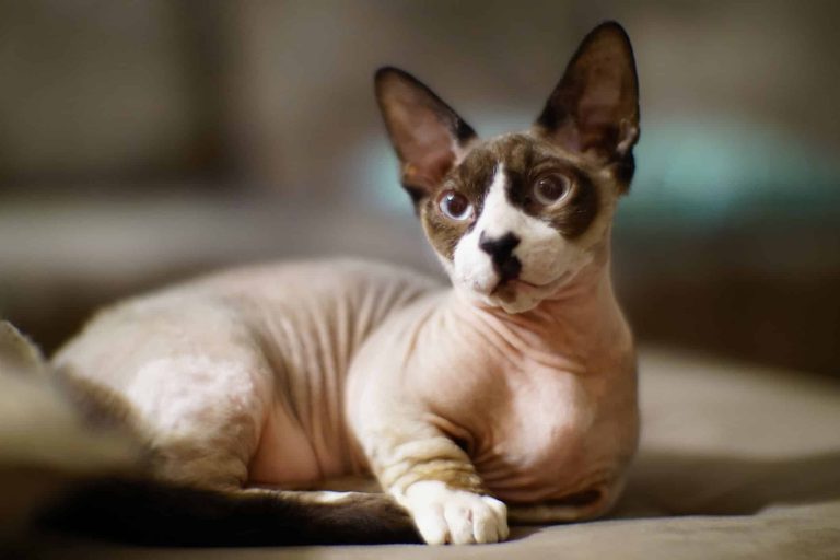 Sphynx: Cat Breed Profile and Information