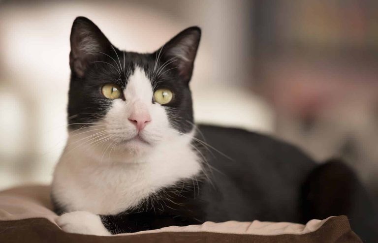 314 Popular Tuxedo Cat Names