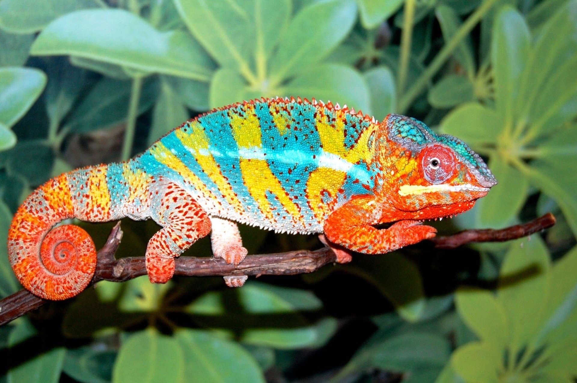 Types of Pet Reptiles
