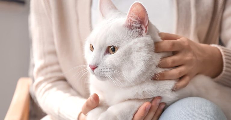 596 White Cat Names for Your Puss