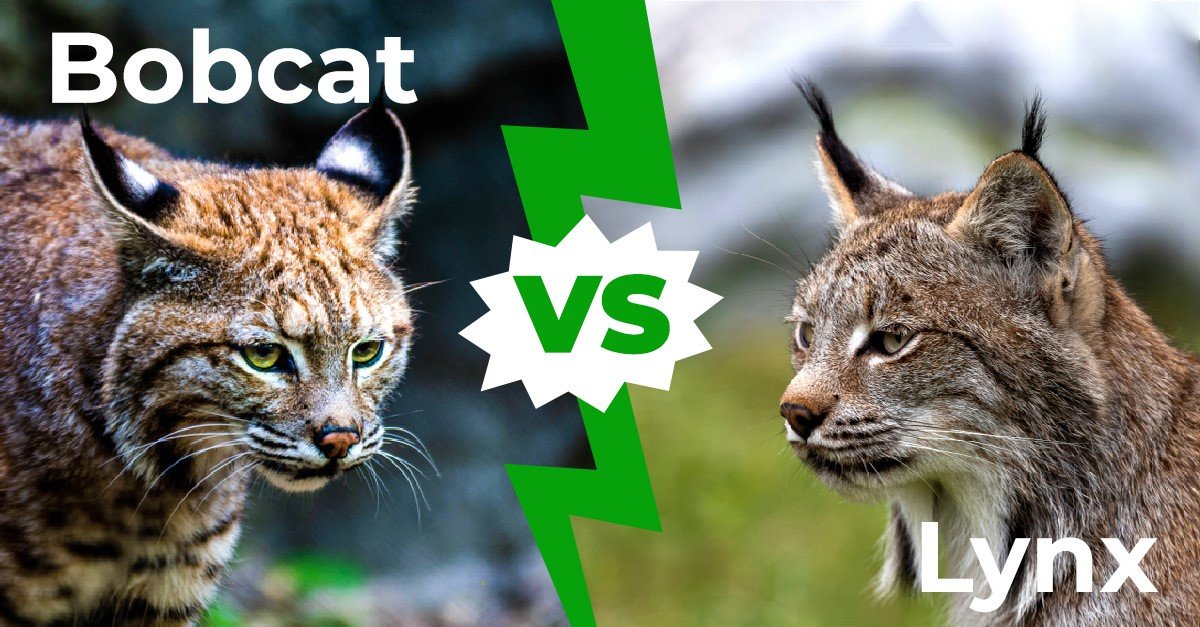 differences between bobcat and lynx