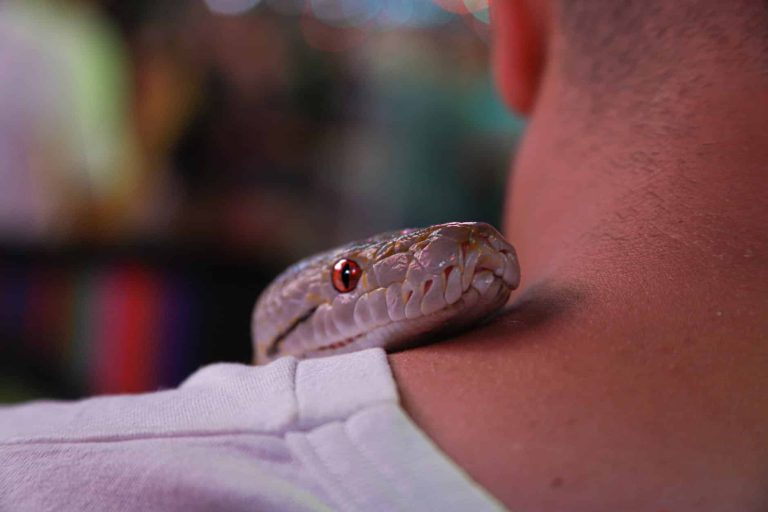 Snake Names: 666 Name Ideas for Your Pet Snake
