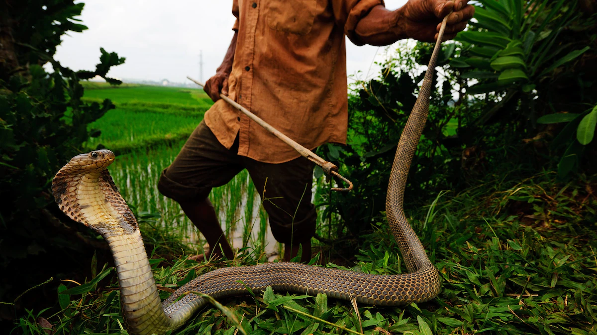 Animals Immune to Snake Venom