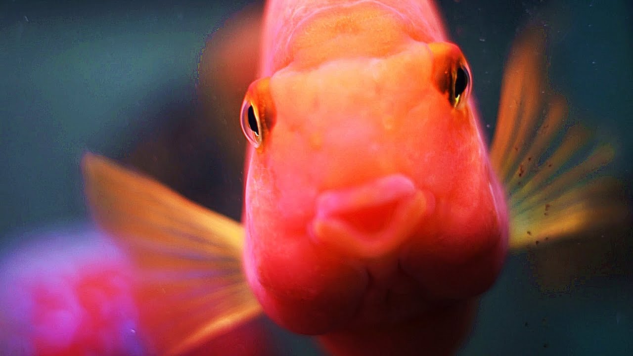 How to Keep a Blood Parrot Cichlid Fish