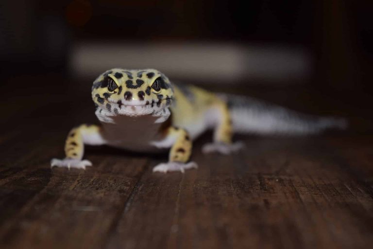 Can Geckos See in the Dark?