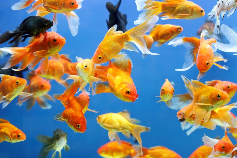 12 Different Types of Goldfish Explained