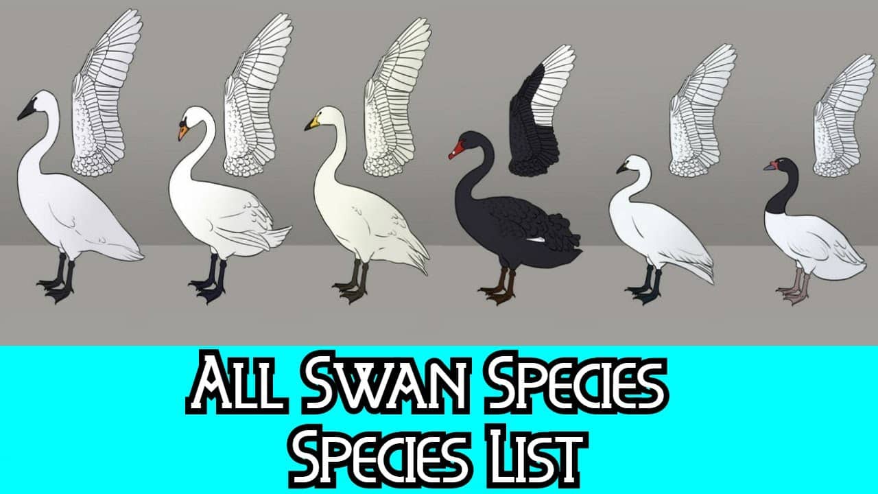 Different Types of Swans