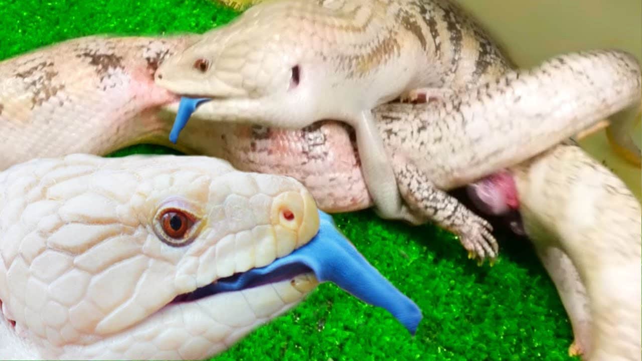 How Do Reptiles Reproduce?