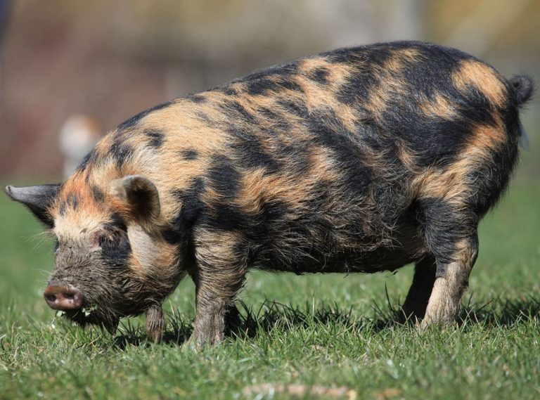 8 Popular Mini Pig Breeds You Should Know