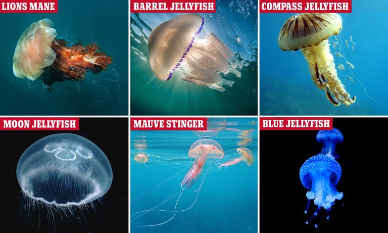 13 Different Types of Jellyfish You Should Know