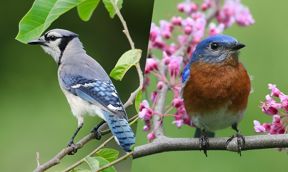 Bluebird Vs Blue Jay