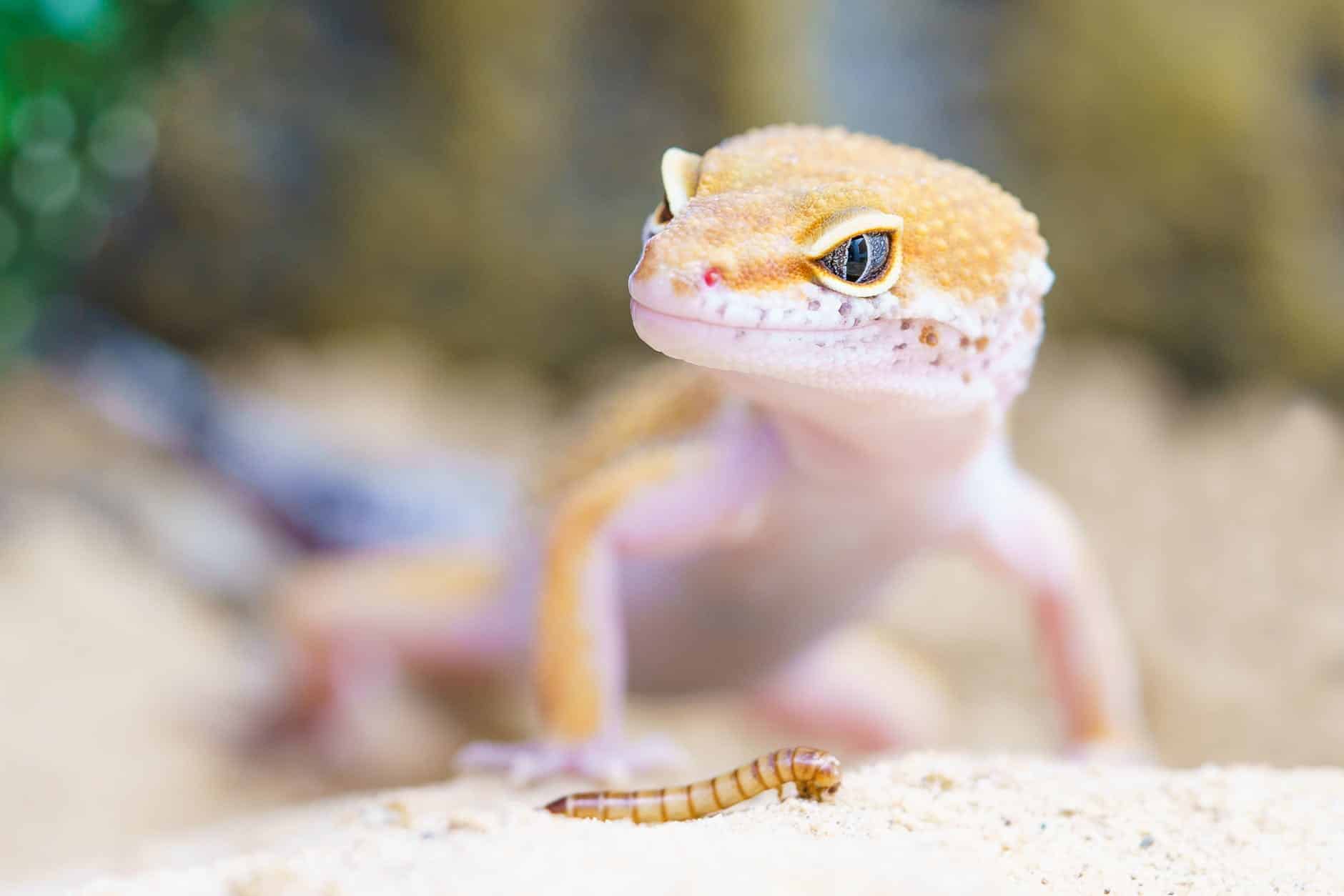 Can Geckos See in the Dark
