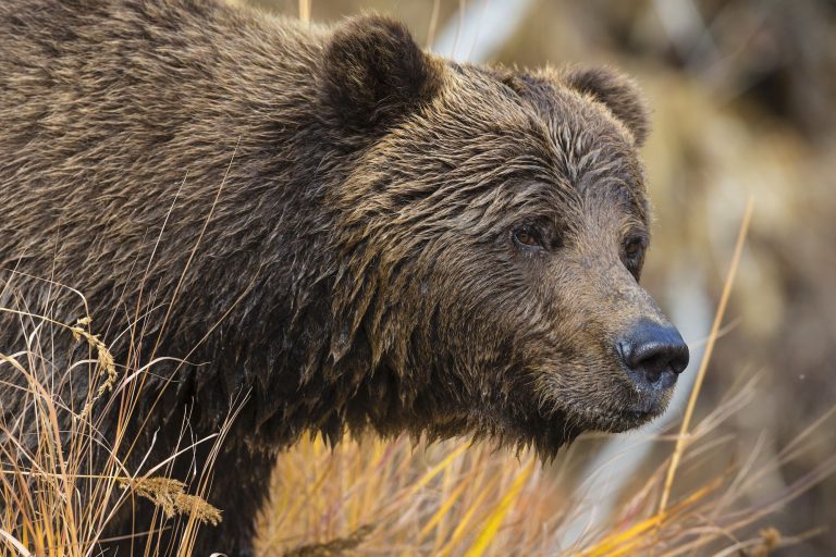 What Are Omnivore Animals?