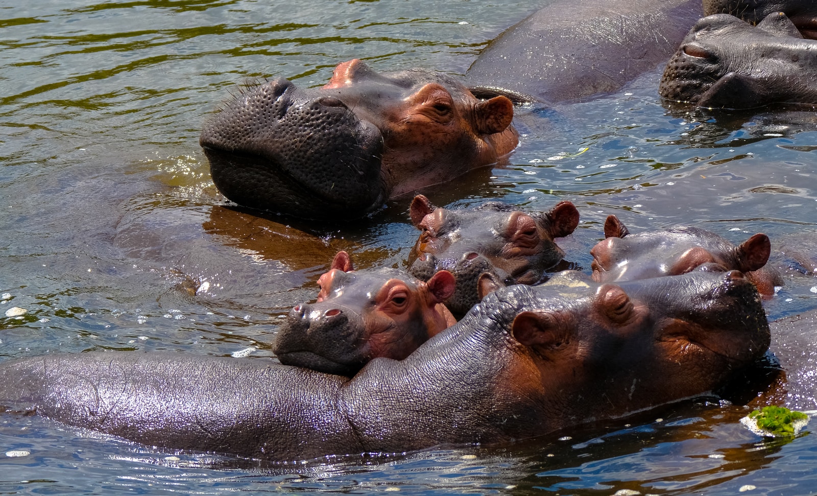 Hippopotamus