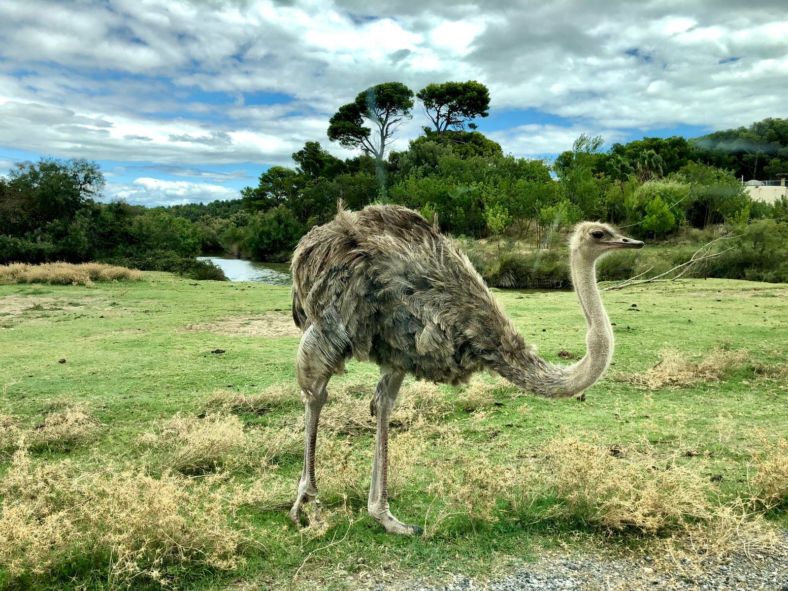 Ostrich