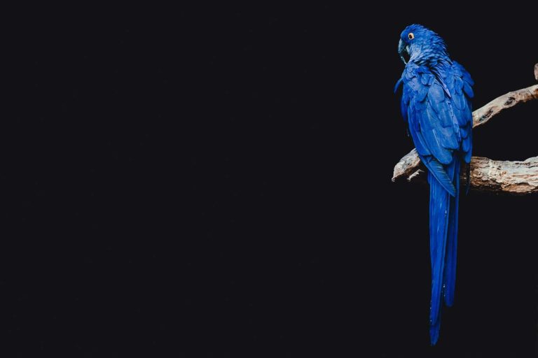 100s of Names for Blue Birds
