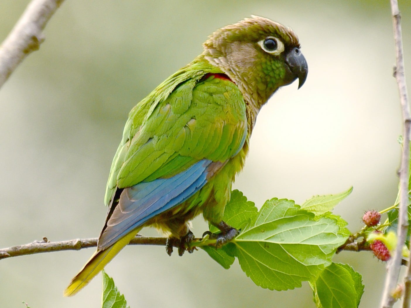 Blaze-winged Conure