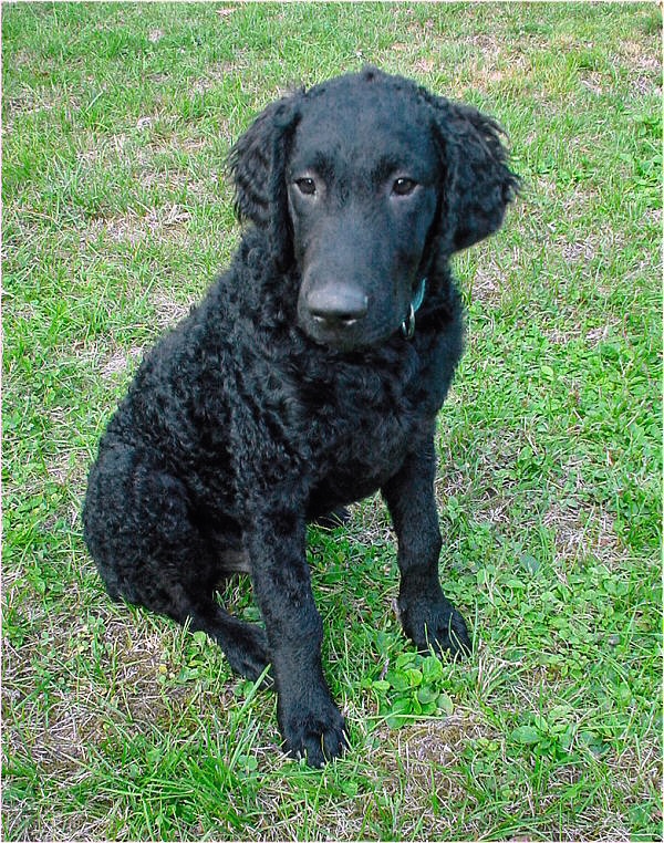 Curly-Coated Retriever